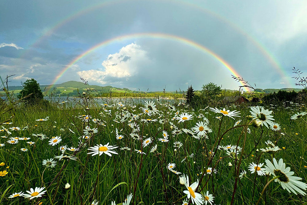 Blumen Regenbogen